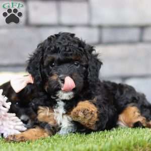 Benji, Cavapoo Puppy